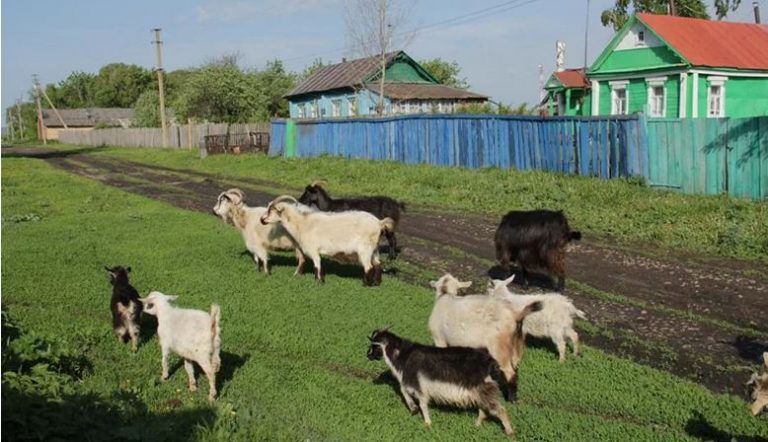 Ми затіяли ремонт у нашій квартирі, і свекруха запросила нас до себе в село на якийсь час. Спершу все було добре, але потім помчало.