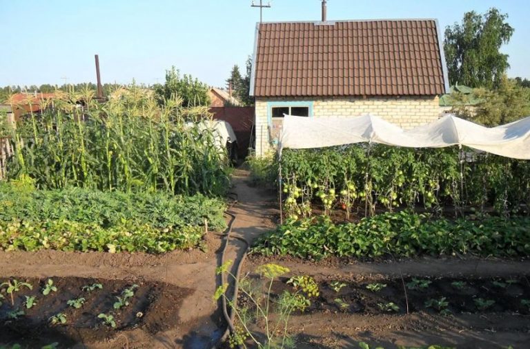 Хоча у Віри з мамою були розбіжності про дачу, але Віра все ж таки вирішила поділитися з урожаєм. І тут на неї чекав неприємний сюрприз.