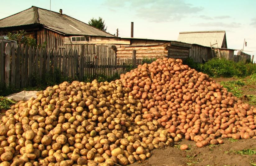 Недоварить картофель. Урожай картошки. Много картошки. Картофель в огороде.